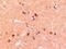 CD11b antibody, GTX89035, GeneTex, Immunohistochemistry paraffin image 