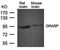General Receptor For Phosphoinositides 1 Associated Scaffold Protein antibody, orb43397, Biorbyt, Western Blot image 