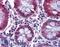Stearoyl-CoA Desaturase antibody, LS-B3941, Lifespan Biosciences, Immunohistochemistry frozen image 