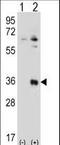 Testis Specific Serine Kinase 6 antibody, LS-C160284, Lifespan Biosciences, Western Blot image 