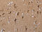 General Transcription Factor IIi antibody, CSB-PA253259, Cusabio, Immunohistochemistry frozen image 