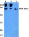 Phosphoinositide-3-Kinase Regulatory Subunit 1 antibody, A00318Y467, Boster Biological Technology, Western Blot image 