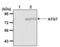 Autophagy Related 7 antibody, PA5-17216, Invitrogen Antibodies, Immunoprecipitation image 