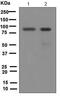 Inhibitor Of Nuclear Factor Kappa B Kinase Subunit Beta antibody, ab124957, Abcam, Western Blot image 