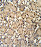 Paired Box 8 antibody, LS-C163398, Lifespan Biosciences, Immunohistochemistry frozen image 