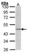 Actin Gamma 1 antibody, LS-B4209, Lifespan Biosciences, Western Blot image 