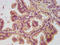 Necdin, MAGE Family Member antibody, LS-C671966, Lifespan Biosciences, Immunohistochemistry paraffin image 