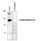 Dynamin 1 antibody, PPS004, R&D Systems, Immunocytochemistry image 