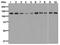 Ubiquitination Factor E4B antibody, ab126759, Abcam, Western Blot image 