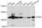 Poly(ADP-Ribose) Glycohydrolase antibody, PA5-76538, Invitrogen Antibodies, Western Blot image 