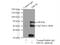 Endoplasmic Reticulum Oxidoreductase 1 Alpha antibody, 12007-1-AP, Proteintech Group, Immunoprecipitation image 
