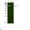 Collagen alpha-2(VIII) chain antibody, LS-C813385, Lifespan Biosciences, Western Blot image 