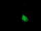 Sorting Nexin 8 antibody, TA502113, Origene, Immunofluorescence image 