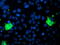Pyridoxamine 5'-Phosphate Oxidase antibody, M06357-1, Boster Biological Technology, Immunofluorescence image 