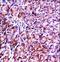 Vesicle Associated Membrane Protein 7 antibody, LS-C160499, Lifespan Biosciences, Immunohistochemistry paraffin image 