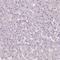 KIAA0513 antibody, HPA014431, Atlas Antibodies, Immunohistochemistry frozen image 