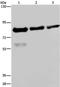 FAST Kinase Domains 2 antibody, PA5-50414, Invitrogen Antibodies, Western Blot image 