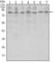 CCCTC-Binding Factor antibody, GTX80397, GeneTex, Western Blot image 