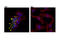 Melatonin-related receptor antibody, 14032S, Cell Signaling Technology, Immunofluorescence image 
