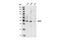 S-Phase Kinase Associated Protein 2 antibody, 4358T, Cell Signaling Technology, Western Blot image 