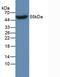 Apolipoprotein A4 antibody, LS-C663697, Lifespan Biosciences, Western Blot image 