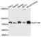 UDP Glucuronosyltransferase Family 1 Member A6 antibody, A10033, ABclonal Technology, Western Blot image 