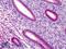 Autophagy Related 16 Like 1 antibody, LS-B2724, Lifespan Biosciences, Immunohistochemistry paraffin image 