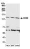 DEAH-Box Helicase 8 antibody, NB100-1713, Novus Biologicals, Western Blot image 