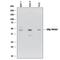 Estrogen Receptor 2 antibody, MAB7106, R&D Systems, Western Blot image 