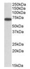 Endoplasmic Reticulum Oxidoreductase 1 Alpha antibody, orb125163, Biorbyt, Western Blot image 