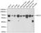 Tr4 antibody, GTX54615, GeneTex, Western Blot image 