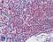 Catalase antibody, PA5-18531, Invitrogen Antibodies, Immunohistochemistry frozen image 