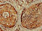 p21 antibody, LS-C285480, Lifespan Biosciences, Immunohistochemistry paraffin image 