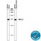 Transforming Growth Factor Beta 3 antibody, AB-244-NA, R&D Systems, Western Blot image 