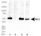 Substance-P receptor antibody, TA309893, Origene, Western Blot image 