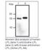 Lipoprotein Lipase antibody, LS-C47248, Lifespan Biosciences, Western Blot image 