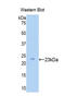 Zyxin antibody, LS-C301374, Lifespan Biosciences, Western Blot image 