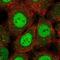 RFXK antibody, NBP2-58680, Novus Biologicals, Immunocytochemistry image 