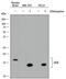 Microtubule Associated Protein 1 Light Chain 3 Alpha antibody, MAB8558, R&D Systems, Western Blot image 