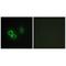 Anterior gradient protein 3 homolog antibody, A05950, Boster Biological Technology, Immunohistochemistry frozen image 