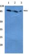 Ribosomal Protein S6 Kinase A5 antibody, AP06539PU-N, Origene, Western Blot image 