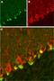 Potassium Voltage-Gated Channel Subfamily A Regulatory Beta Subunit 2 antibody, GTX16689, GeneTex, Immunohistochemistry frozen image 