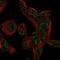CTD Small Phosphatase 1 antibody, NBP2-57578, Novus Biologicals, Immunofluorescence image 