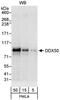 DExD-Box Helicase 50 antibody, NB100-60676, Novus Biologicals, Western Blot image 