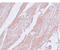 Coiled-Coil Domain Containing 47 antibody, 5509, ProSci, Immunohistochemistry frozen image 