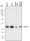 DT-diaphorase antibody, AF7567, R&D Systems, Western Blot image 