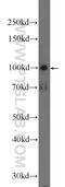 Synuclein Alpha Interacting Protein antibody, 17818-1-AP, Proteintech Group, Western Blot image 