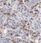 Voltage Dependent Anion Channel 2 antibody, FNab09386, FineTest, Immunohistochemistry frozen image 