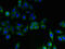 Interferon Induced Transmembrane Protein 2 antibody, orb24630, Biorbyt, Immunocytochemistry image 
