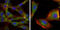 ZFP36 Ring Finger Protein Like 2 antibody, orb318777, Biorbyt, Immunocytochemistry image 